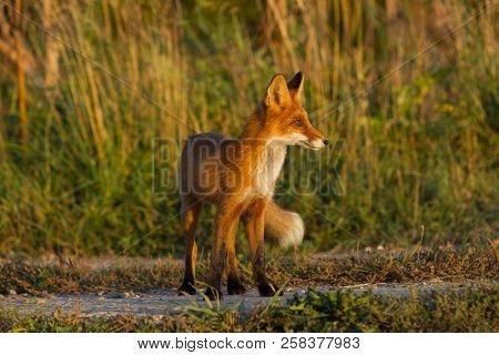 A Cute, Young, Fiery, Red Fox Cub Stands, Lit By The Evening Sun, Against The Background Of Grass. L