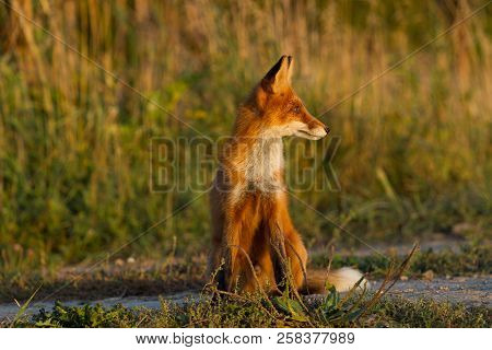 A Cute, Young, Fiery, Red Fox Cub Sits, Lit By The Evening Sun, Against The Background Of Grass. Loo