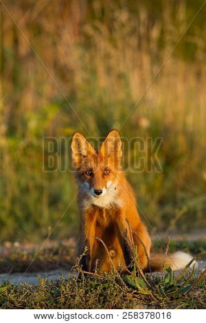A Cute, Young, Fiery, Red Fox Cub Sits, Lit By The Evening Sun, Against The Background Of Grass. He 