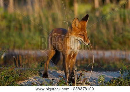 A Cute, Young, Fiery, Red Fox Cub Stands, Lit By The Evening Sun, Against The Background Of Grass. L