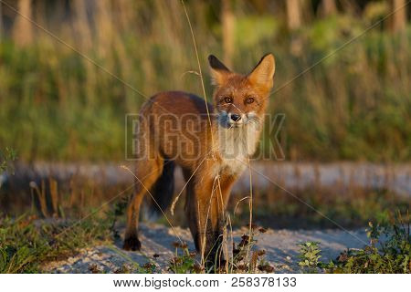 A Cute, Young, Fiery, Red Fox Cub Is Lit By The Evening Sun, Against The Background Of Grass. He Loo