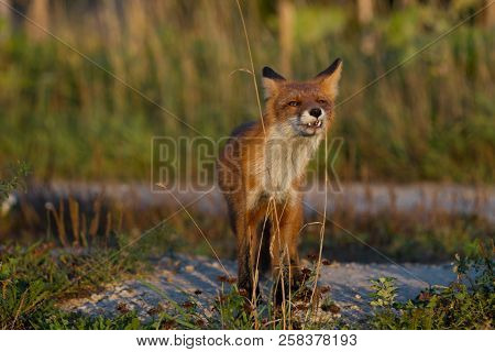 A Cute, Young, Fiery, Red Fox Cub Is Lit By The Evening Sun, Against The Background Of Grass. He Loo