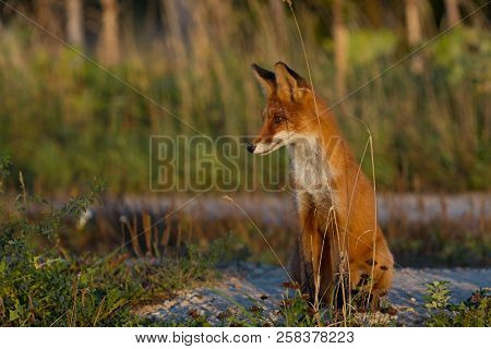 A Cute, Young, Fiery, Red Fox Cub Sits, Lit By The Evening Sun, Against The Background Of Grass. Loo