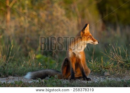 A Cute, Young, Fiery, Red Fox Cub Sits, Lit By The Evening Sun, Against The Background Of Grass. Loo