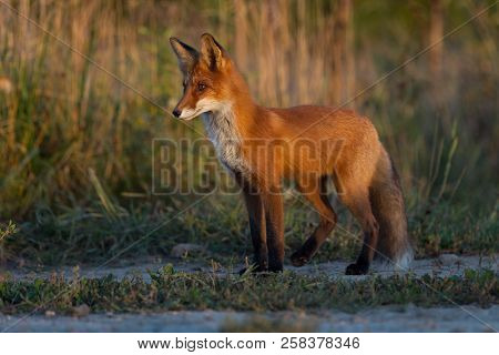 A Cute, Young, Fiery, Red Fox Cub Stands, Lit By The Evening Sun, Against The Background Of Grass. L