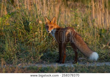 A Cute, Young, Fiery, Red Fox Cub Is Lit By The Evening Sun, Against The Background Of Grass. He Loo