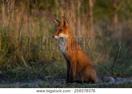 A Cute, Young, Fiery, Red Fox Cub Sits, Lit By The Evening Sun, Against The Background Of Grass. Loo