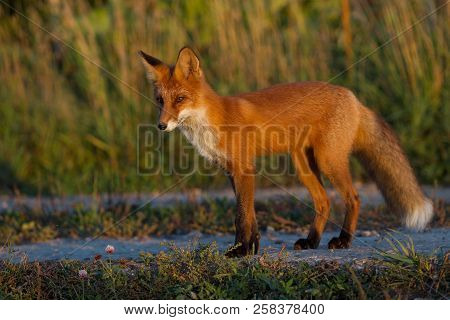 A Cute, Young, Fiery, Red Fox Cub Stands, Lit By The Evening Sun, Against The Background Of Grass. L