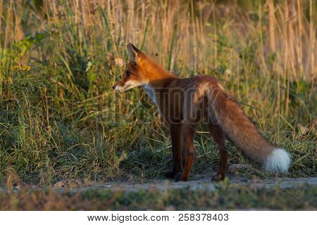 A Cute, Young, Fiery, Red Fox Cub Stands, Lit By The Evening Sun, Against The Background Of Grass. L