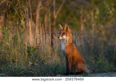 A Cute, Young, Fiery, Red Fox Cub Sits, Lit By The Evening Sun, Against The Background Of Grass. Loo