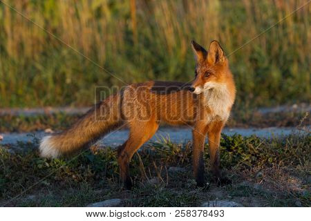 A Cute, Young, Fiery, Red Fox Cub Stands, Lit By The Evening Sun, Against The Background Of Grass. L