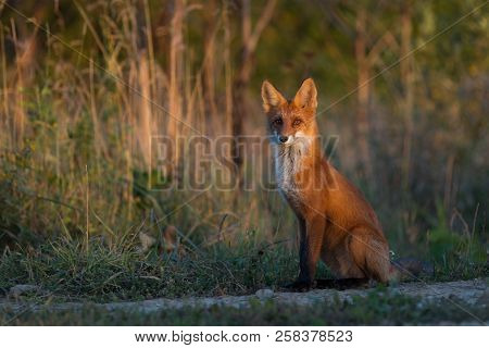 A Cute, Young, Fiery, Red Fox Cub Sits, Lit By The Evening Sun, Against The Background Of Grass. He 