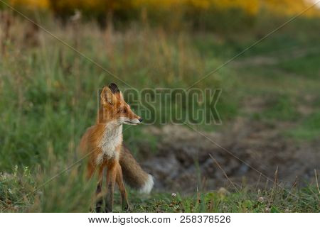 A Cute, Young, Fiery, Red Fox Cub Stands, Lit By The Evening Sun, Against The Background Of Grass. L