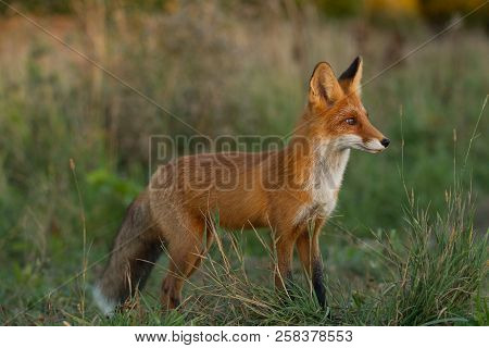 A Cute, Young, Fiery, Red Fox Cub Stands, Lit By The Evening Sun, Against The Background Of Grass. L