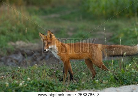 A Cute, Young, Fiery, Red Fox Cub Stands, Lit By The Evening Sun, Against The Background Of Grass. L