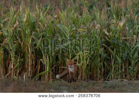 A Cute, Young, Fiery, Red Fox Cub Stands, Lit By The Evening Sun, Against The Background Of Grass. H