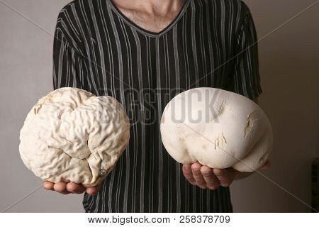 Man Holding Two Mushrooms Giant Puffball As Brain. Big Edible Mushrooms Calvatia Gigantea. Concept B
