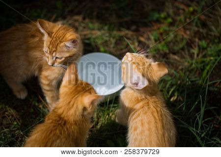 Young Cats Around A Water Bowl, Sweet Babycat