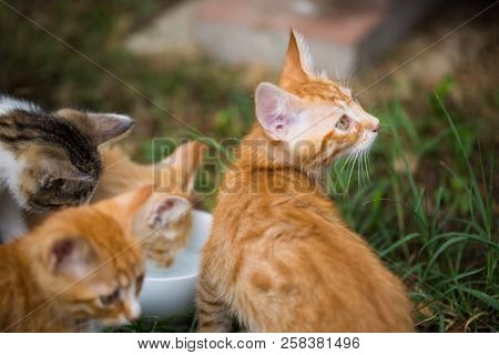 Young Cats Around A Water Bowl, Sweet Babycats