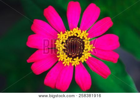 Zinnia Elegans/zinnia Benary Giant Red Flower In Garden
