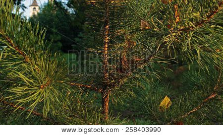 Green Branches Of A Furtree Forest Sunset