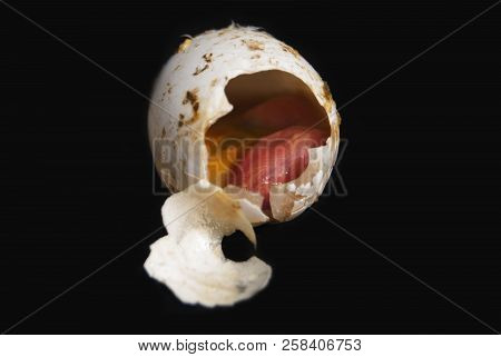 The Dead Embryo Of A Pigeon's Bird. In The Egg