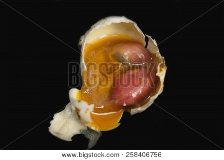 The Dead Embryo Of A Pigeon's Bird. In The Egg