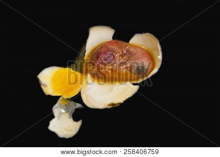 The Dead Embryo Of A Pigeon's Bird. In The Egg