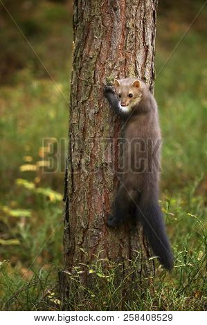 White Breasted Marten In The Forest - Martes Foina