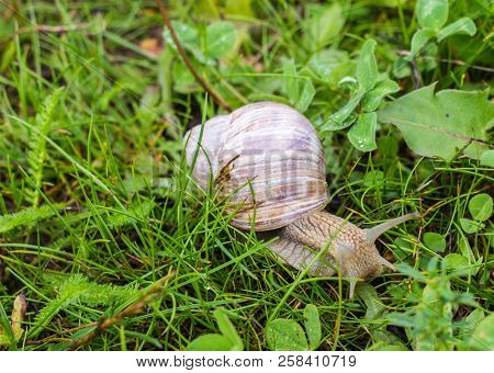 Big Snail With Green Grass, Close-up, Cochlea And Animal, Natural