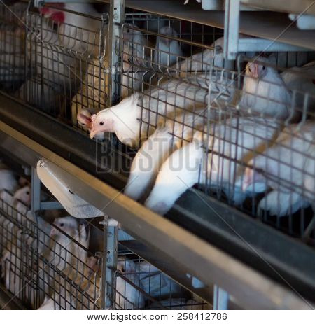 Breeding Broiler Chickens And Chickens, Broiler Chickens Sit Behind Bars In The Hut, Poultry House, 