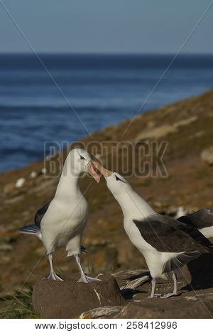 Pair Of Black-browed Albatross (thalassarche Melanophrys) Courting On The Coast Of Saunders Island I
