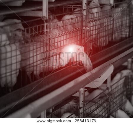 Chicken Coop With Infected Chicken, Avian Influenza, Epidemic, Chickens And Diseases And Infections,