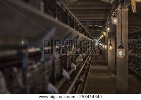 Modern Chicken Coop In Which Broiler Chickens Are Bred For Consumption In Food, Poultry Farm, Sunset