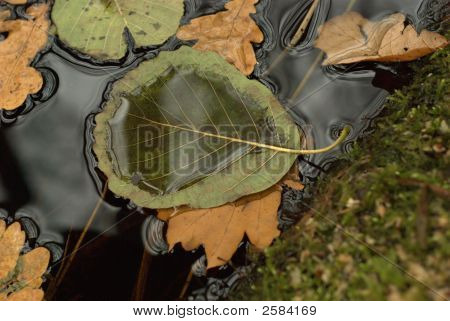 Blatt