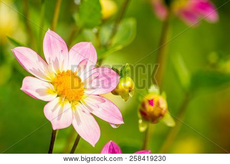 Close-up Of A Beautiful Pink Dahlia Pooh In The Morning Light In The Summertime.