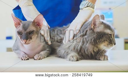 Portrait Of A Two Grey Cats At Veterinary Clinic.