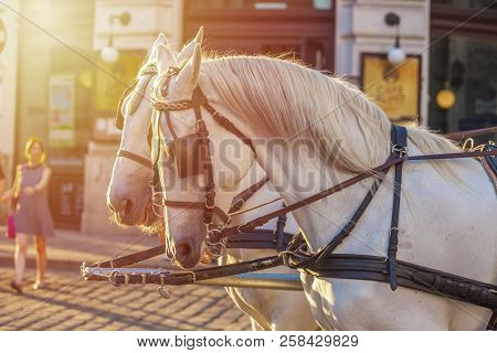 Horses For Drawn Carriage Or Fiaker, Popular Tourist Attraction, On Michaelerplatz In Vienna, Austri