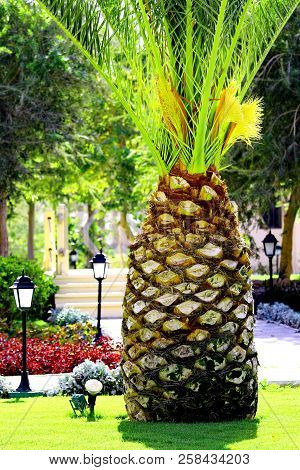 Palm Tree Like Big Pineapple In Tropical Garden