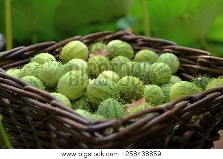 Melothria Or Exotic Cucumber