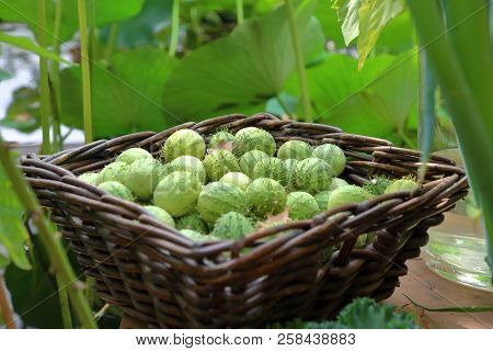 Melothria Or Exotic Cucumber