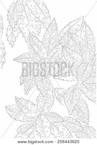 Vector Contour Illustration Of Aucuba For Coloring Book. Botanical Drawing Of Sausage Or Golden Tree