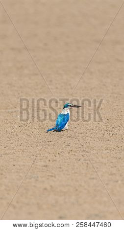 Bird (collared Kingfisher, White-collared Kingfisher) Blue Color And White Collar Around The Neck Pe
