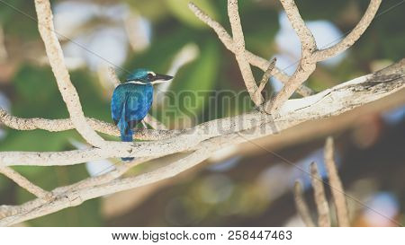 Bird (white-collared Kingfisher) In A Nature Wild
