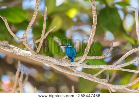 Bird (white-collared Kingfisher) In A Nature Wild