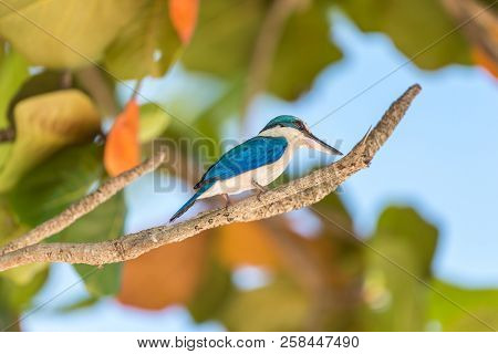 Bird (white-collared Kingfisher) In A Nature Wild