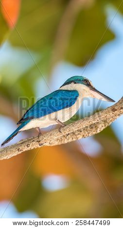 Bird (white-collared Kingfisher) In A Nature Wild