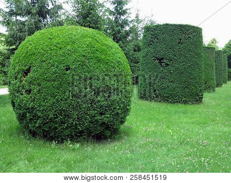 Ideally Geometrically Cropped Shorn Trees In An Abstract Well-kept Park