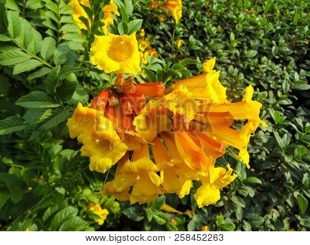 Beautiful Flowers Of Kampsis Of Large Yellow Color