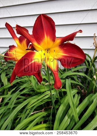 Open Blooming Red And Yellow Flower, Biddeford, Maine